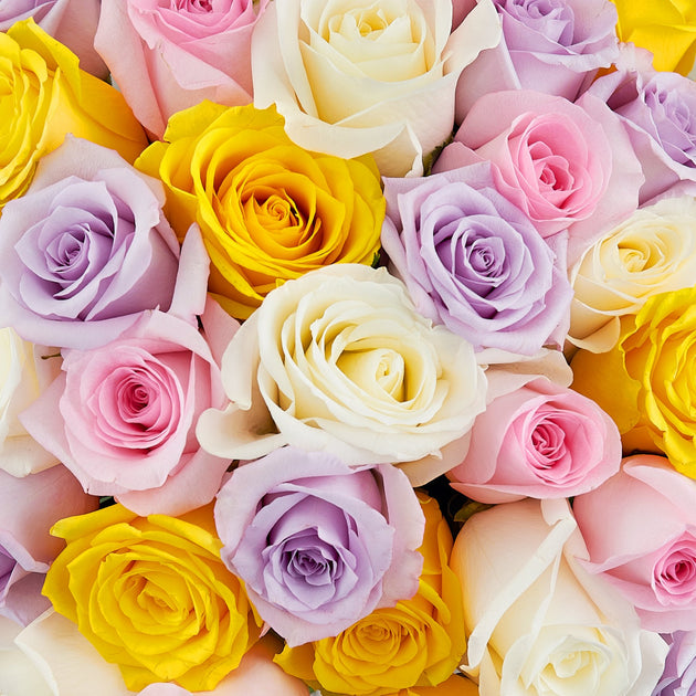 yellow roses with pink tips meaning