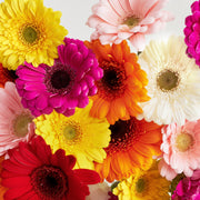 Gerbera Daisies