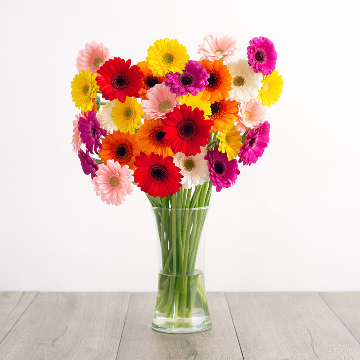 Gerbera Daisies