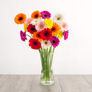 Gerbera Daisies