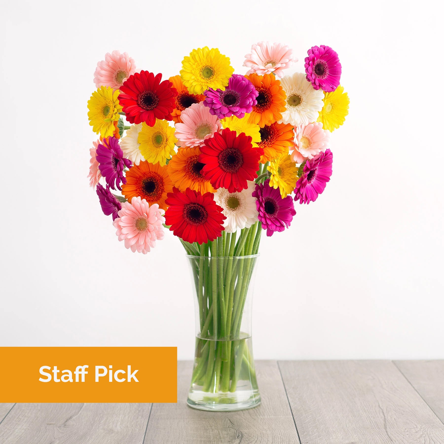 Gerbera daisies sale