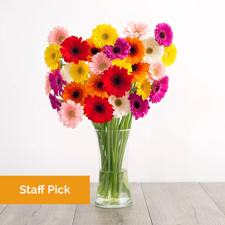 Colorful Gerbera Daisies