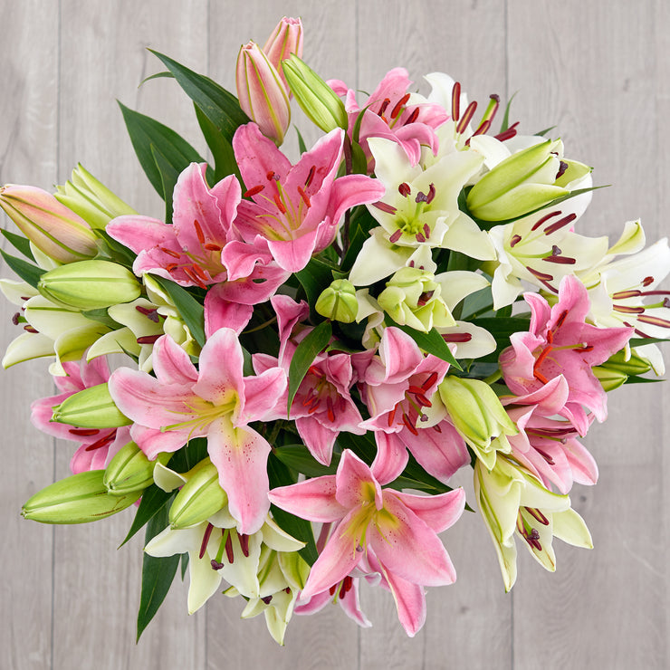 White and Pink Lilies