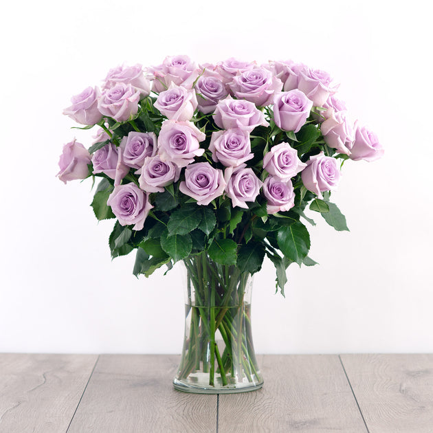 purple-roses-front-01_1800x1800_565edd04-d5d6-4f95-9db5-0e50ad183ef1 ...