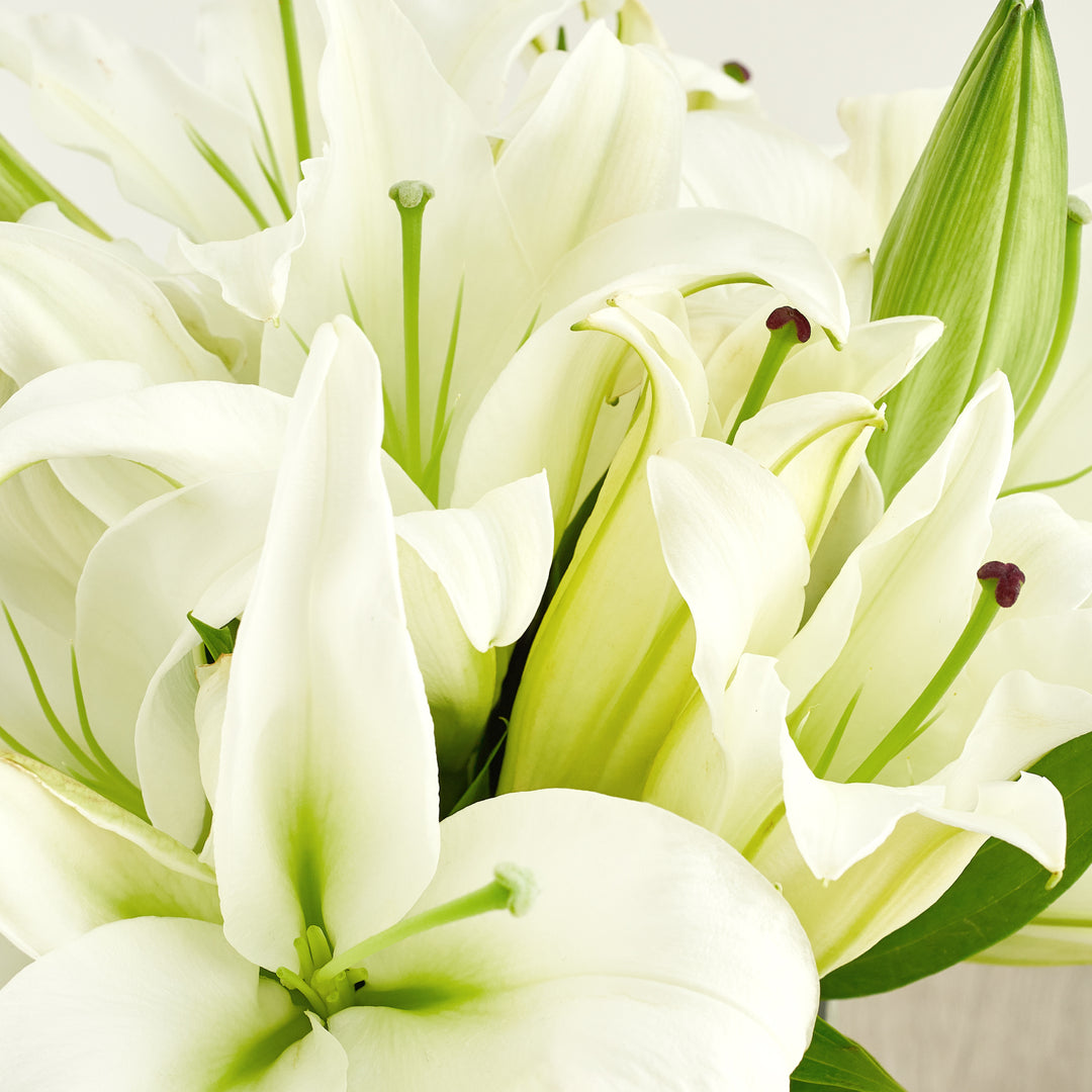 lilies white kitchener White Lilies